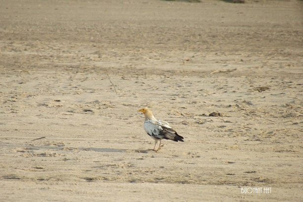 Photo of What is Inside the Forbidden Land of Chambal? by Swati Jain