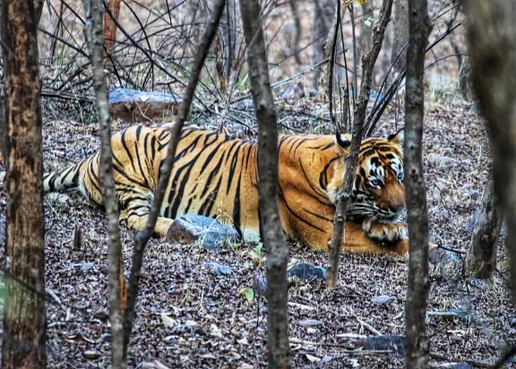 Photo of Rajaji National Park, Uttarakhand, India by Swati Jain