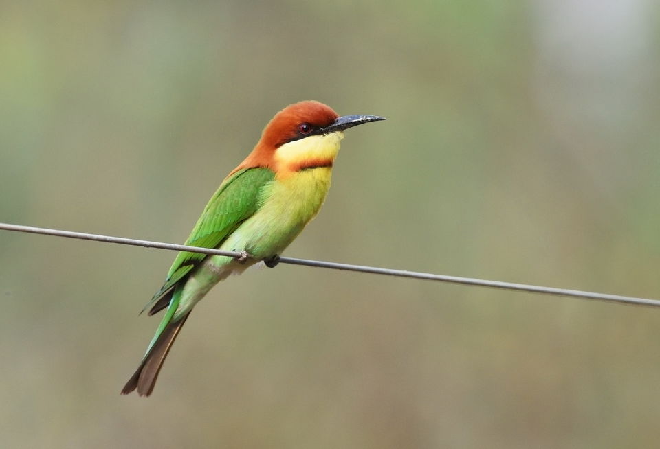 Photo of Uttar Pradesh Bird Festival is Back and Here’s all you Need to Know About it 1/4 by Swati Jain