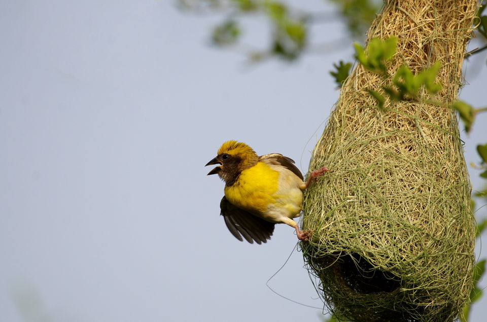 Photo of Uttar Pradesh Bird Festival is Back and Here’s all you Need to Know About it 2/4 by Swati Jain