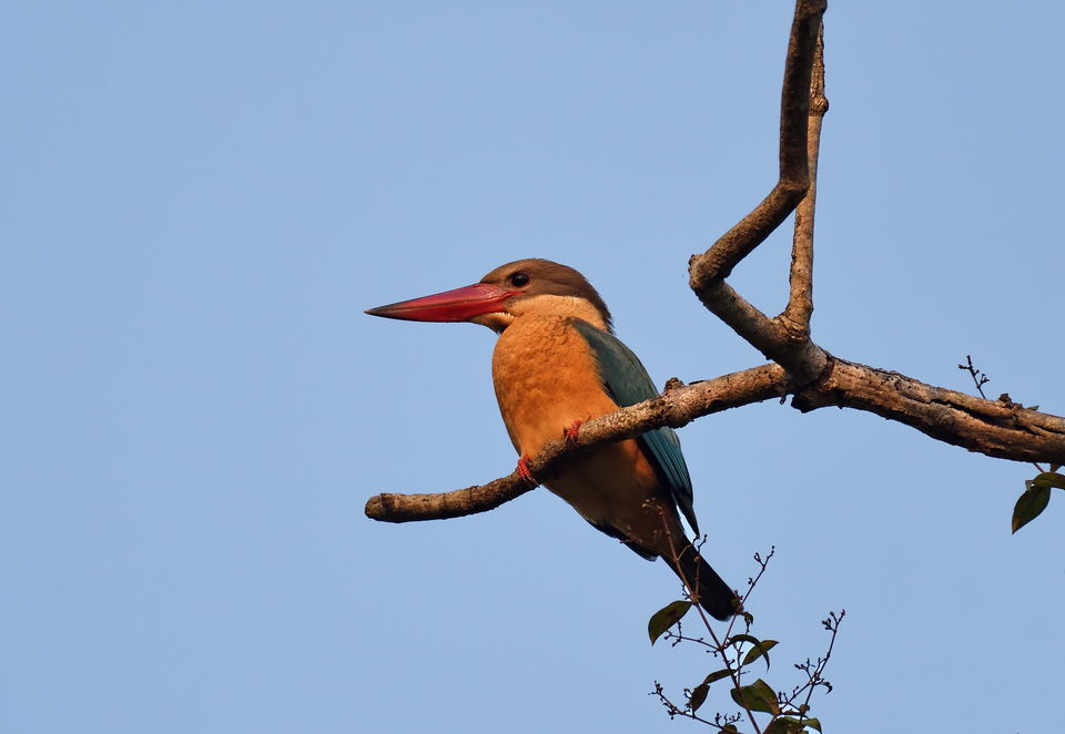 Photo of Uttar Pradesh Bird Festival is Back and Here’s all you Need to Know About it 4/4 by Swati Jain