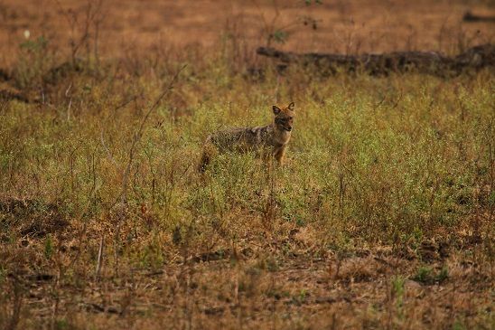 Photo of Another Reason to Visit Pench National Park and It’s Not the Tigers! by Swati Jain