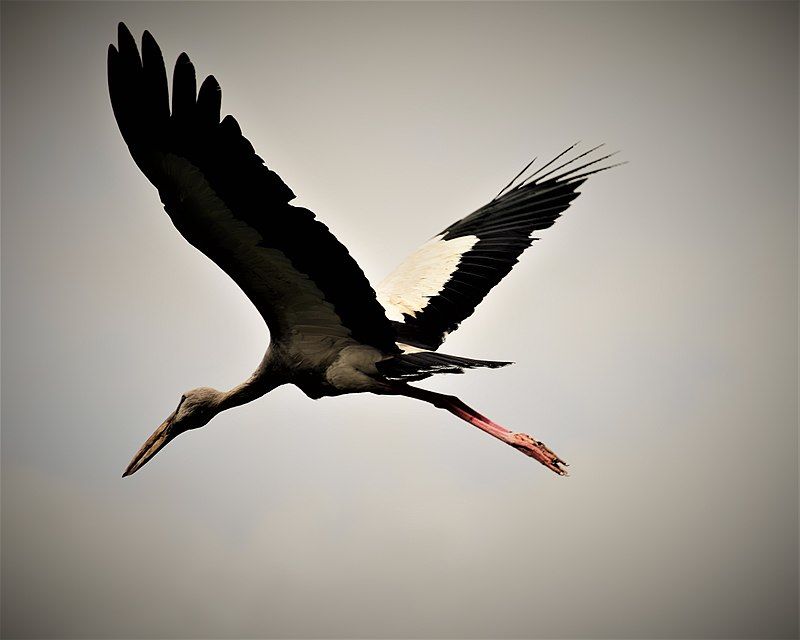 Photo of These Photos Prove that Jharkhand is Truly an Underrated Tourist Destination by Swati Jain