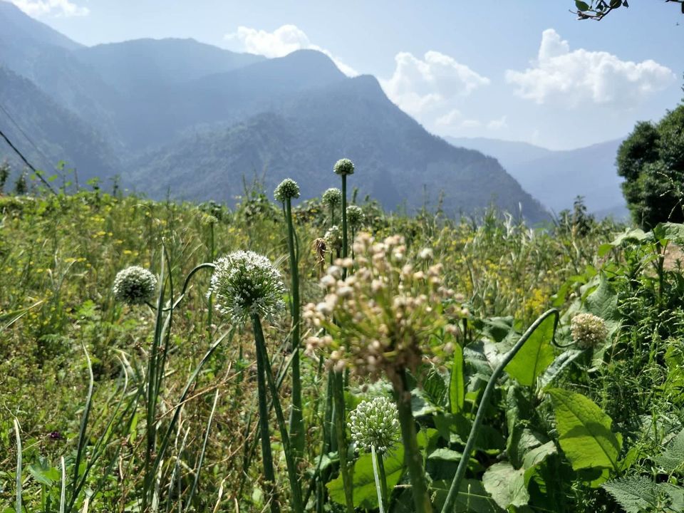 Photo of Raithal- A Sustainable Village of Uttarakhand 2/8 by Swati Jain