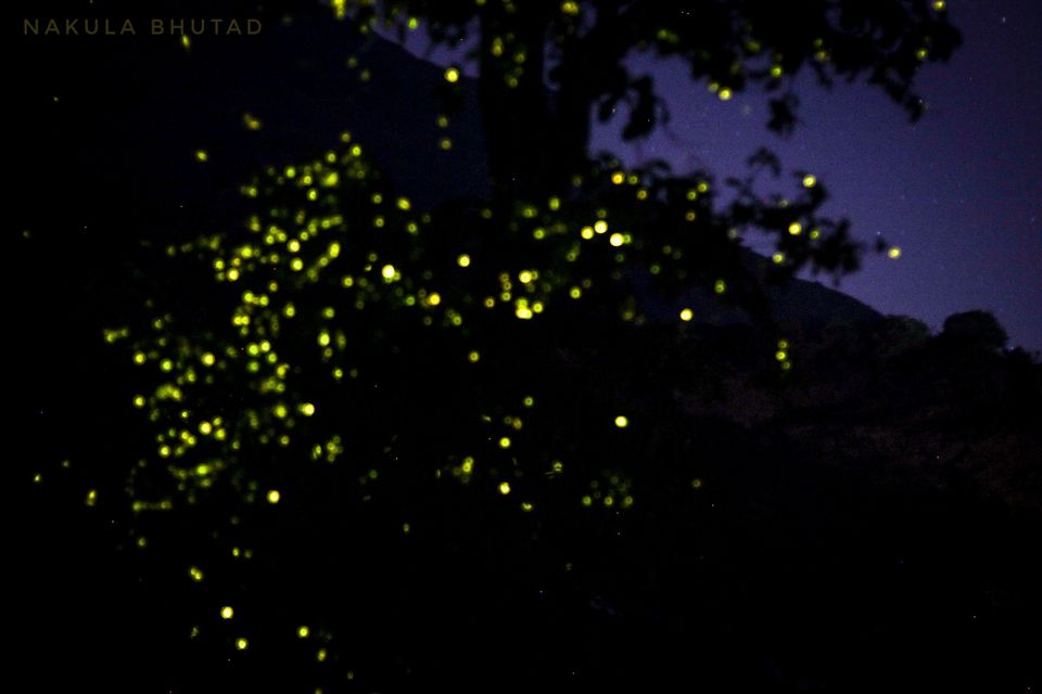 Photo of Fireflies Festival in Maharashtra, India 1/1 by Nakula Bhutad