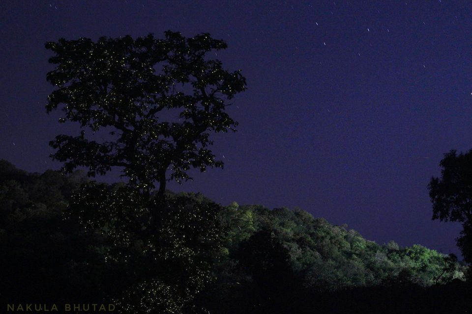 Photo of Samrad, Maharashtra, India by Nakula Bhutad