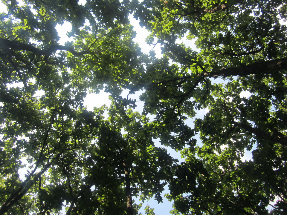 Photo of Balbhadra Khalanga Dwar Nalapani, Tapovan Ashram Road, Raipur, Dehradun, Uttarakhand, India by Pooja