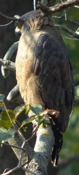 Photo of Bandhavgarh National Park, Tala, Madhya Pradesh, India by Pooja