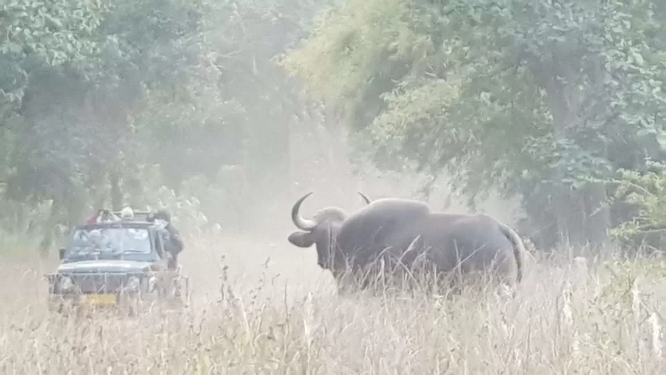 Photo of Bandhavgarh National Park, Tala, Madhya Pradesh, India by Pooja