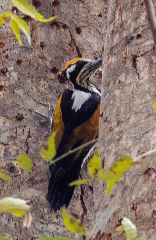 Photo of Bandhavgarh National Park, Tala, Madhya Pradesh, India by Pooja