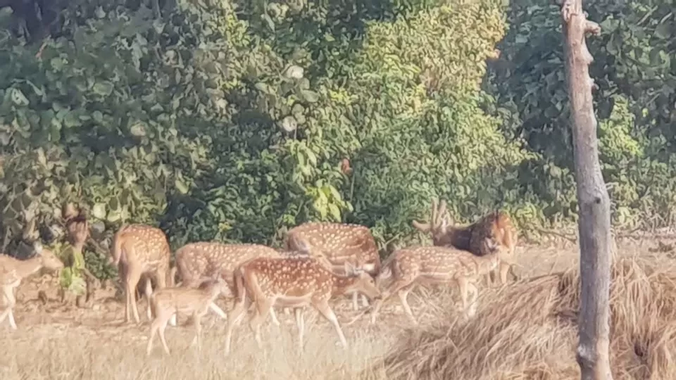 Photo of Bandhavgarh National Park, Tala, Madhya Pradesh, India by Pooja