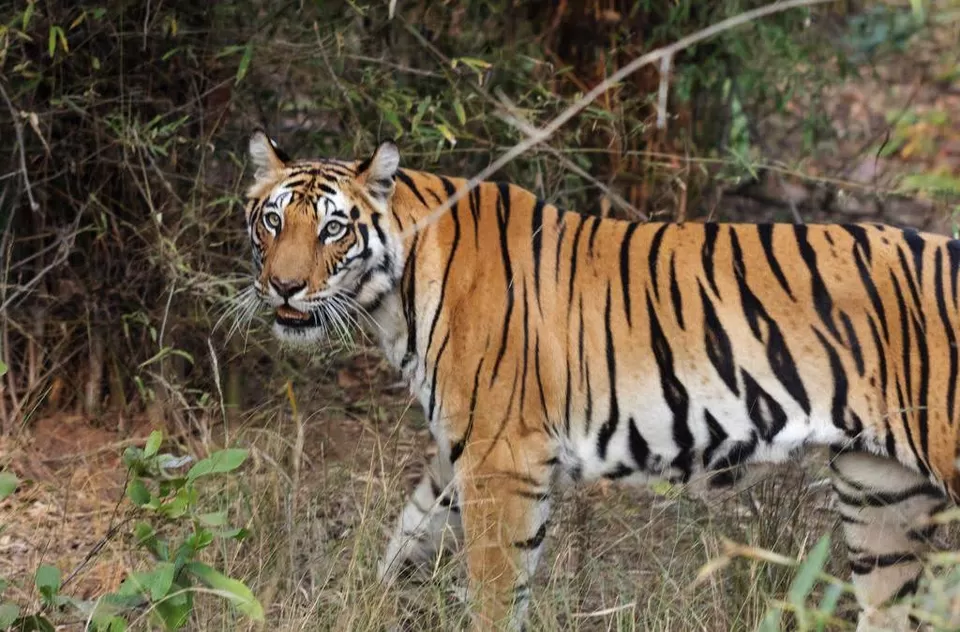 Photo of Bandhavgarh National Park, Tala, Madhya Pradesh, India by Pooja