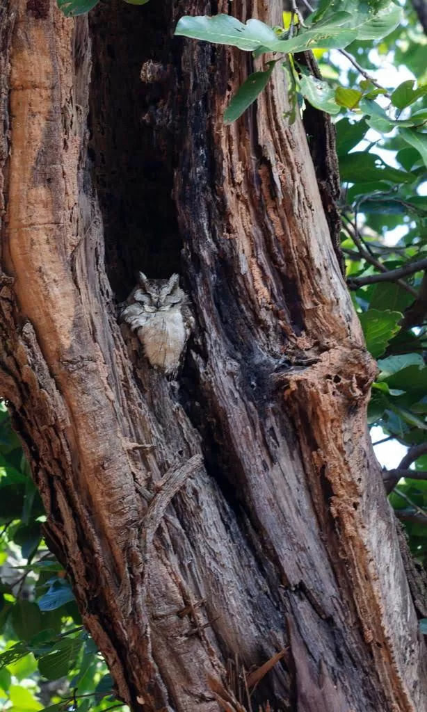 Photo of Bandhavgarh National Park, Tala, Madhya Pradesh, India by Pooja
