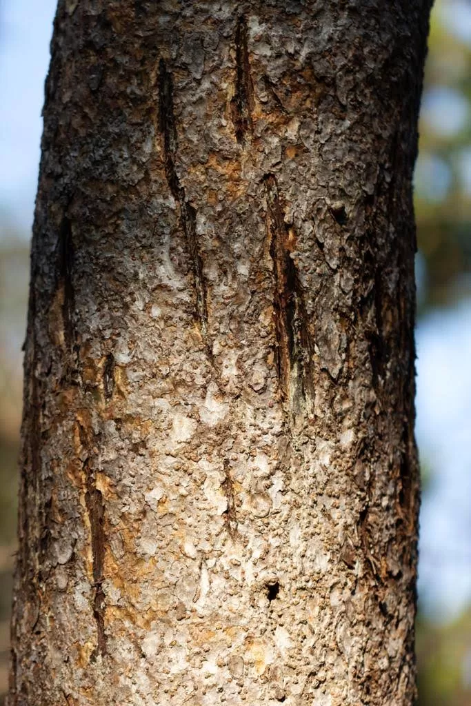 Photo of Bandhavgarh National Park, Tala, Madhya Pradesh, India by Pooja