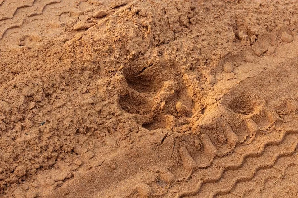 Photo of Bandhavgarh National Park, Tala, Madhya Pradesh, India by Pooja