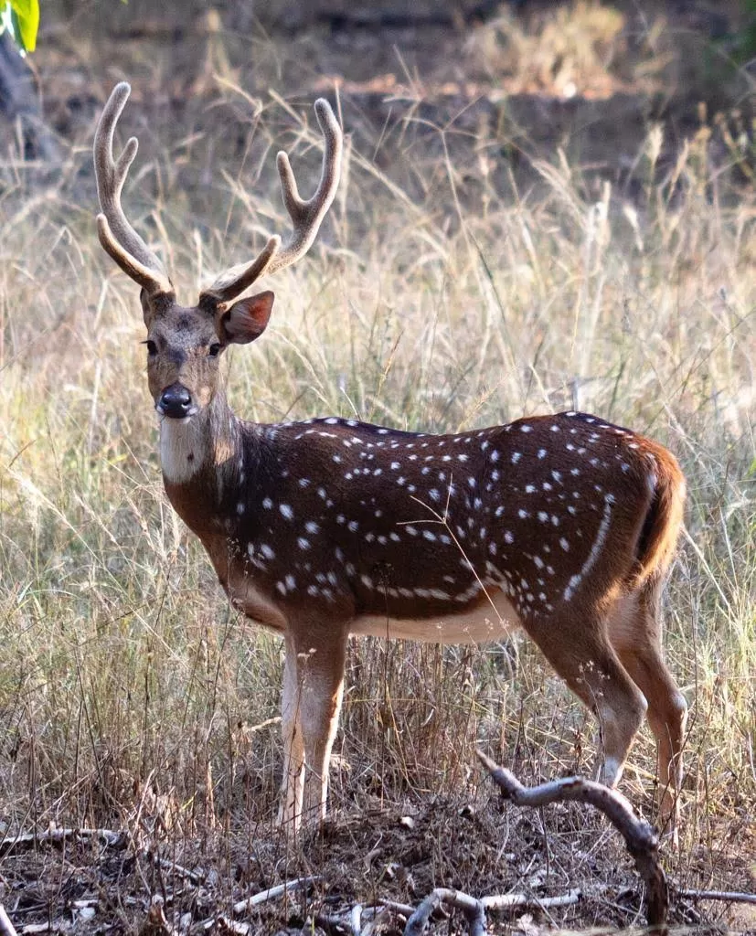 Photo of Bandhavgarh National Park, Tala, Madhya Pradesh, India by Pooja