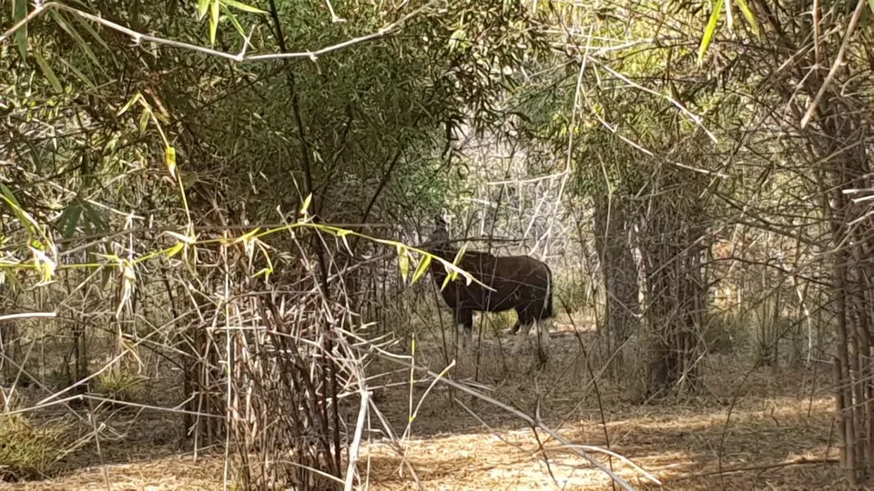 Photo of Bandhavgarh National Park, Tala, Madhya Pradesh, India by Pooja
