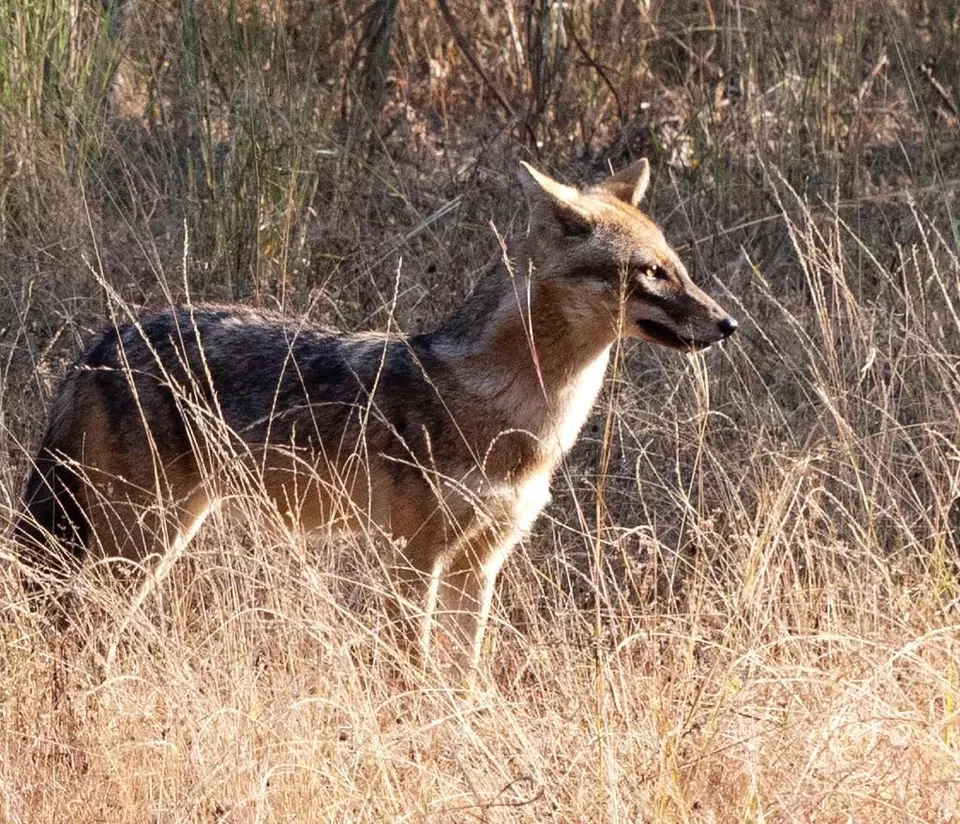 Photo of Bandhavgarh National Park, Tala, Madhya Pradesh, India by Pooja