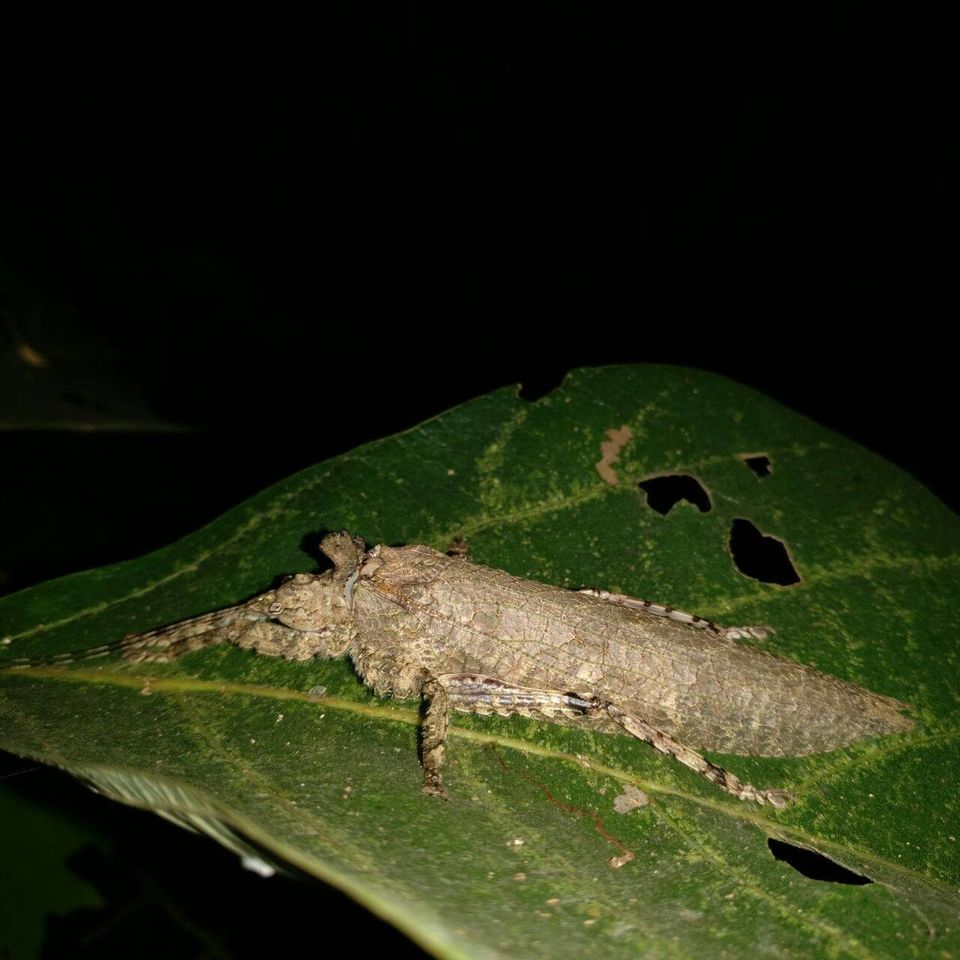 Photo of NIGHT TREK INTO THE WOODS 9/15 by WayfarerWoman
