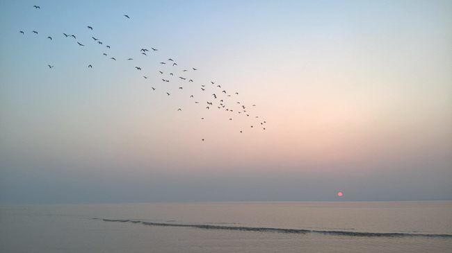 Photo of Makar sankranti 2017 by WayfarerWoman