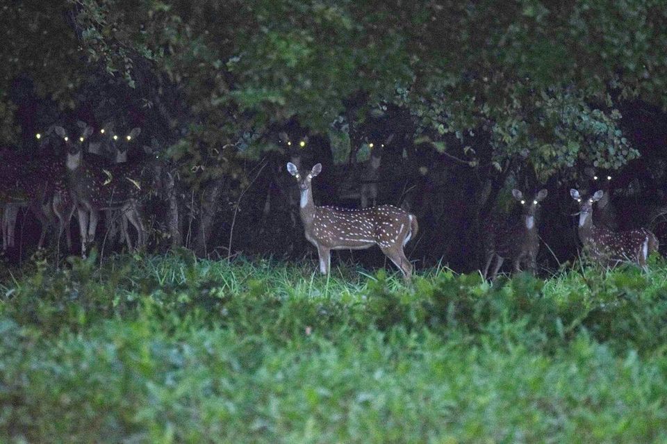 Photo of NIGHT TREK INTO THE WOODS 1/15 by WayfarerWoman