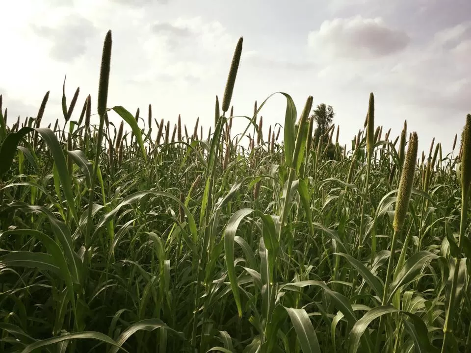 Photo of Alwar, Rajasthan, India by Nilz