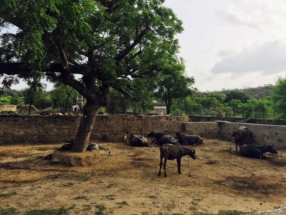 Photo of Alwar, Rajasthan, India by Nilz