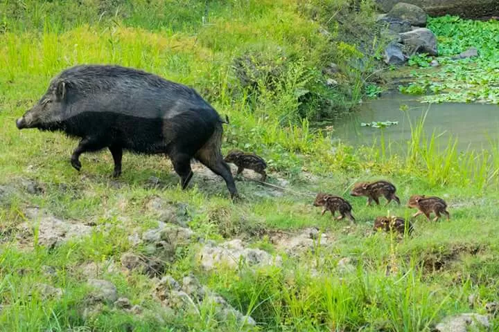 Photo of Kaziranga, Assam, India by Pratik Udani