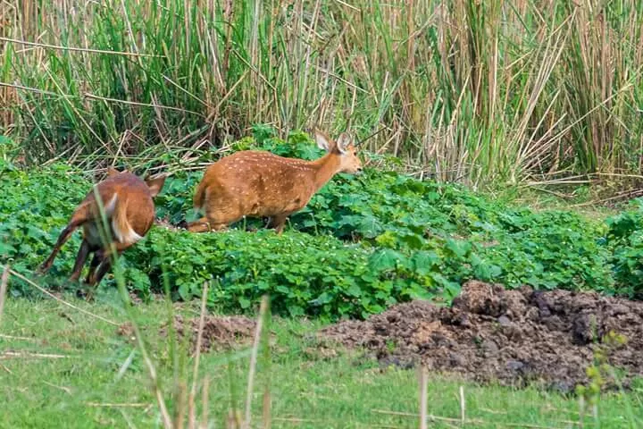 Photo of Kaziranga, Assam, India by Pratik Udani