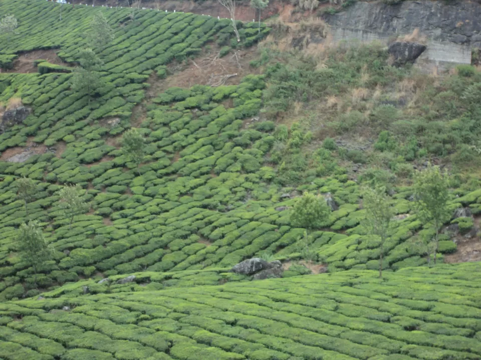 Photo of Munnar, Kerala, India by Jayant Singh