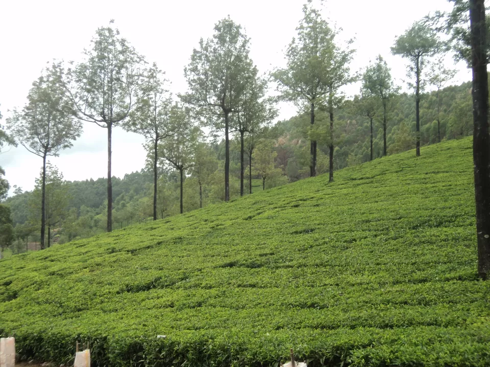 Photo of Munnar, Kerala, India by Jayant Singh