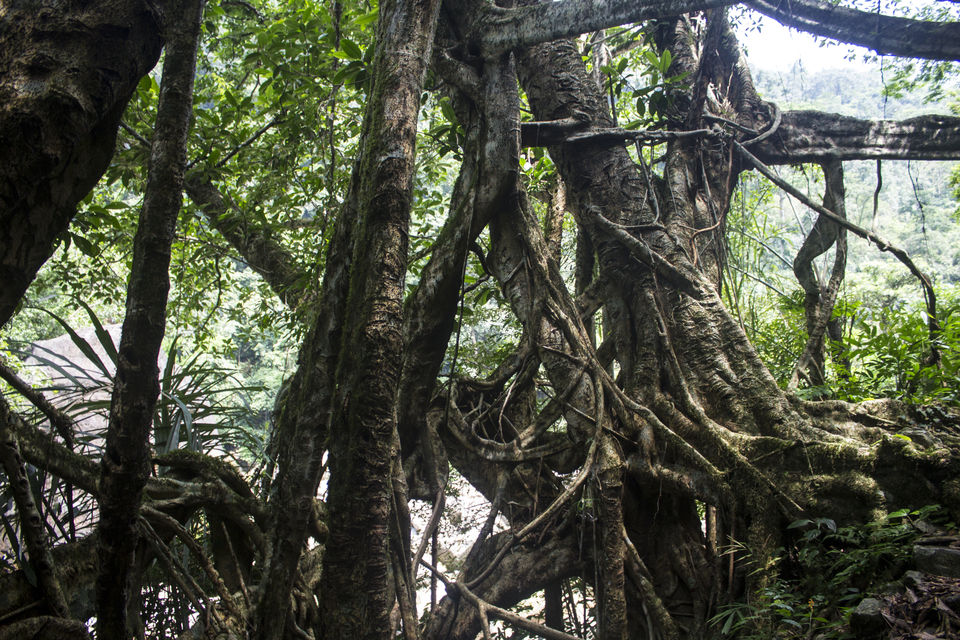 Photo of Nongriat, where man and nature collide. 8/19 by Akshaya Singhal