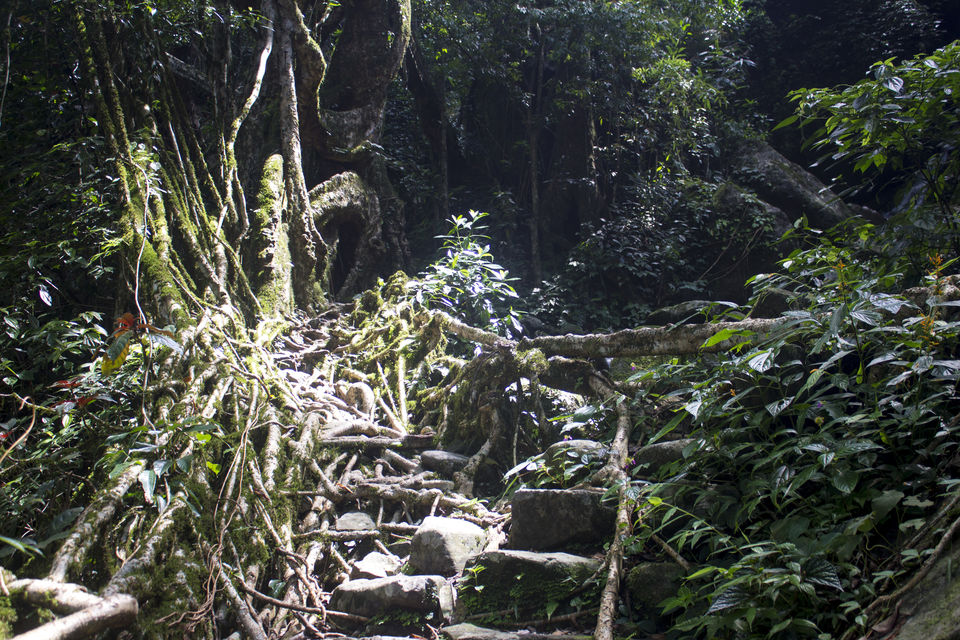 Photo of Nongriat, where man and nature collide. 9/19 by Akshaya Singhal