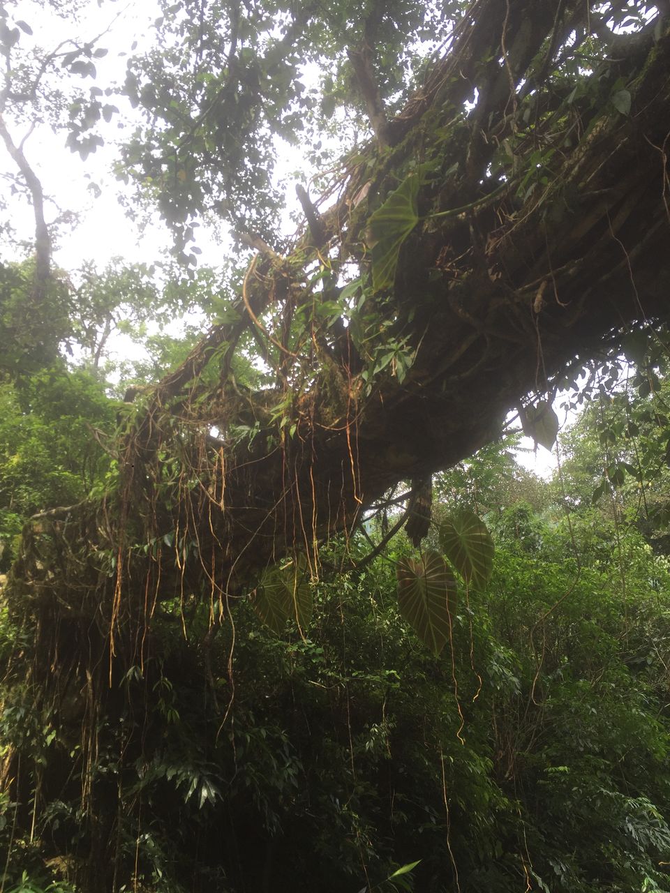 Photo of Nongriat, where man and nature collide. 13/19 by Akshaya Singhal
