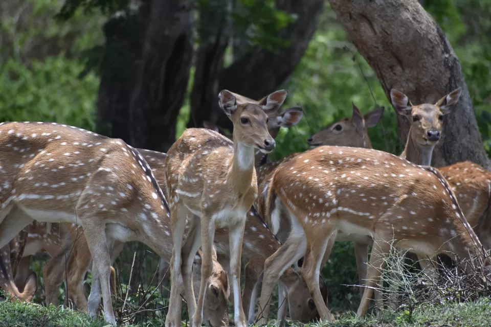 Photo of Bandipur National Park, Bandipur, Karnataka, India by saumya silori