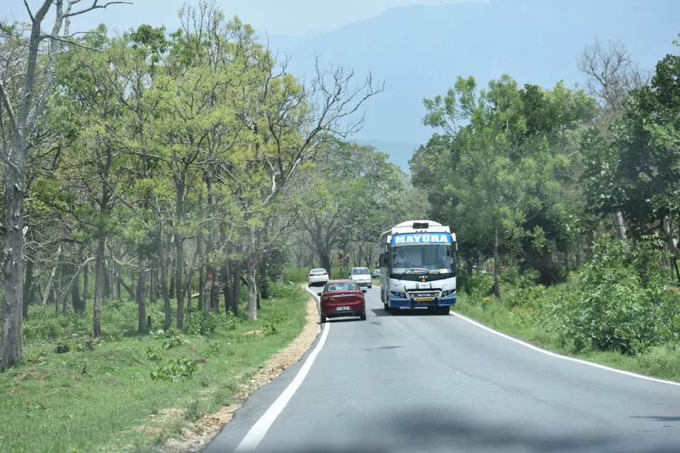 Photo of Bandipur National Park, Bandipur, Karnataka, India by saumya silori