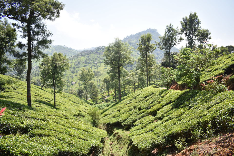 Photo of Weekend Escape: Road trip to Ooty by saumya silori