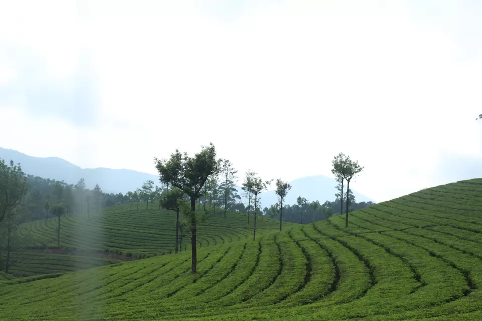 Photo of Munnar, Kerala, India by saumya silori