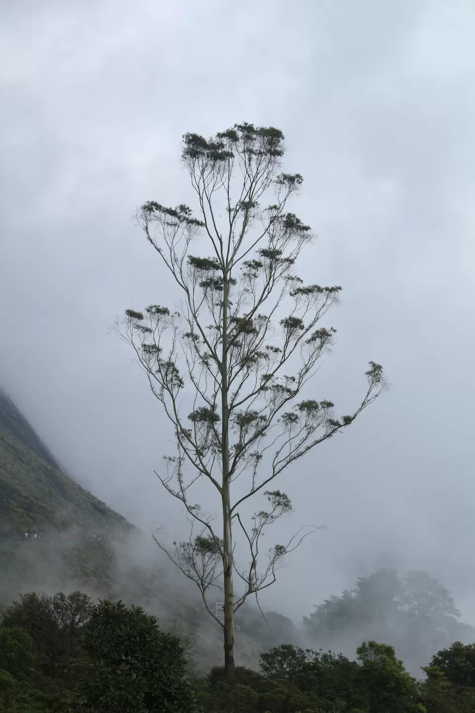Photo of Eravikulam National Park, Kerala, India by saumya silori