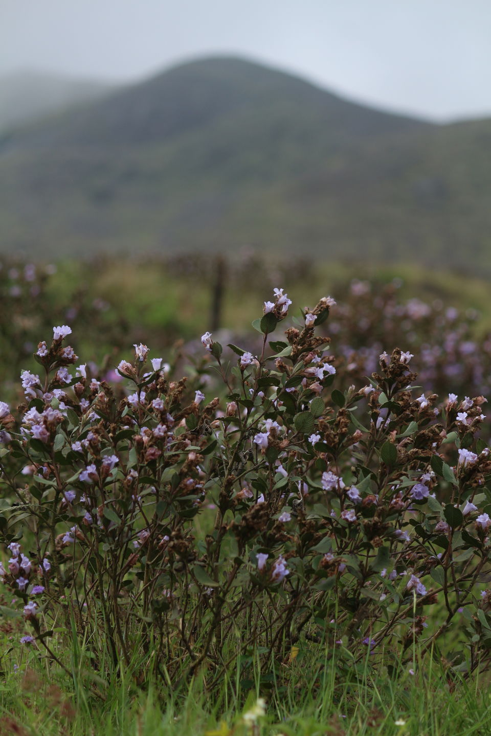 Photo of Munnar: In search of Neelakurinji by saumya silori