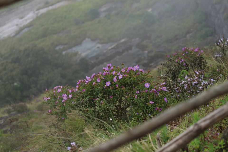 Photo of Eravikulam National Park, Kerala, India by saumya silori