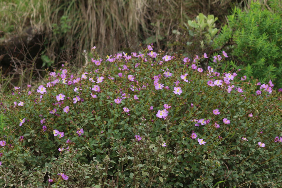 Photo of Eravikulam National Park, Kerala, India by saumya silori