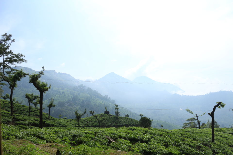 Photo of Eravikulam National Park, Kerala, India by saumya silori