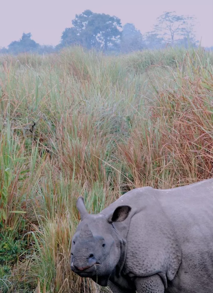 Photo of Wild Grass Lodge, Kaziranga, Assam, India by Aminah