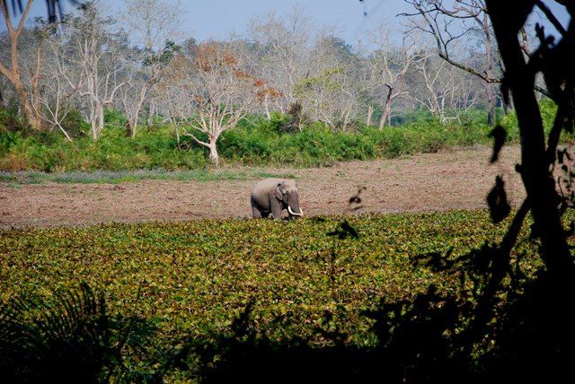 Photo of Feasting in North East India 3/23 by Aminah