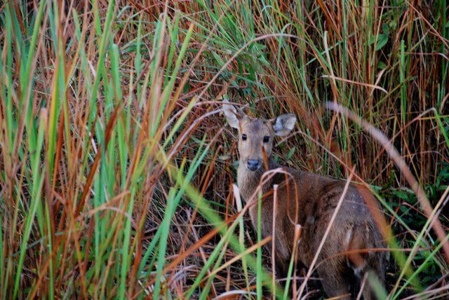 Photo of Feasting in North East India 4/23 by Aminah