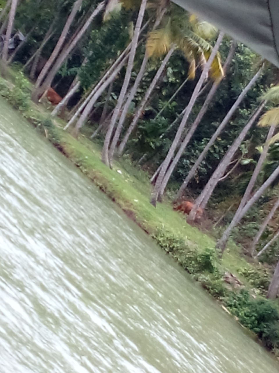 Photo of Back at the waters - Ashtamudi, Kerala by Tazeen Qureshi