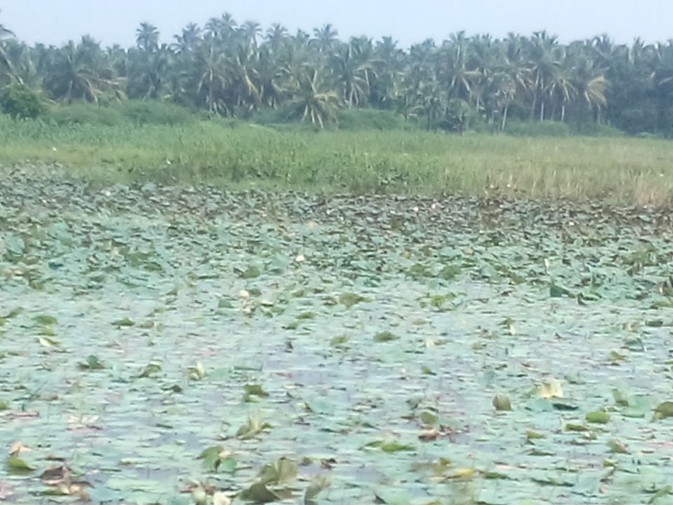 Photo of Back at the waters - Ashtamudi, Kerala by Tazeen Qureshi