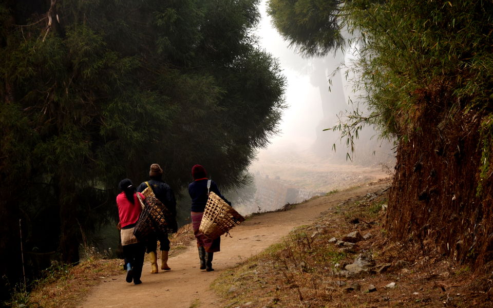 Photo of Mini Hiking on Sandakphu Route 9/19 by Monojit Dey