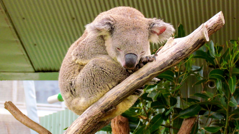 Photo of WILD LIFE Sydney Zoo, Sydney, New South Wales, Australia by Becky Mahan
